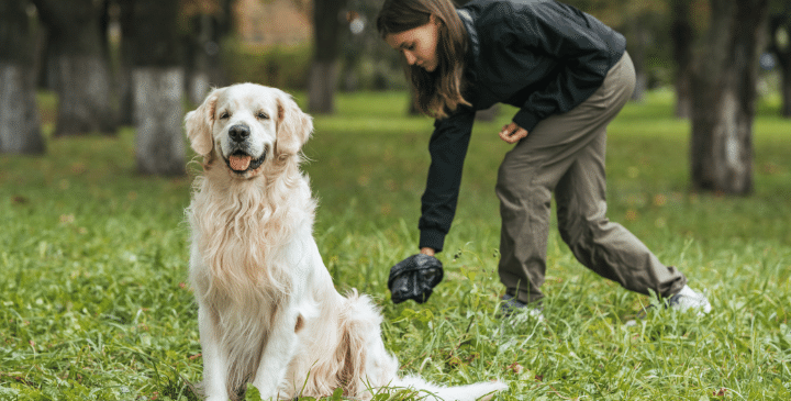 Dog Poop Color Meaning: What’s Normal and What Isn’t?