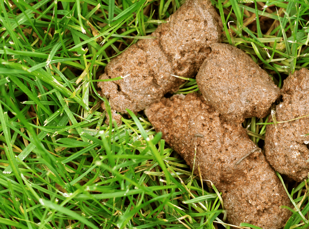 Dog Poop Color Meaning – Here’s What Each Color Means