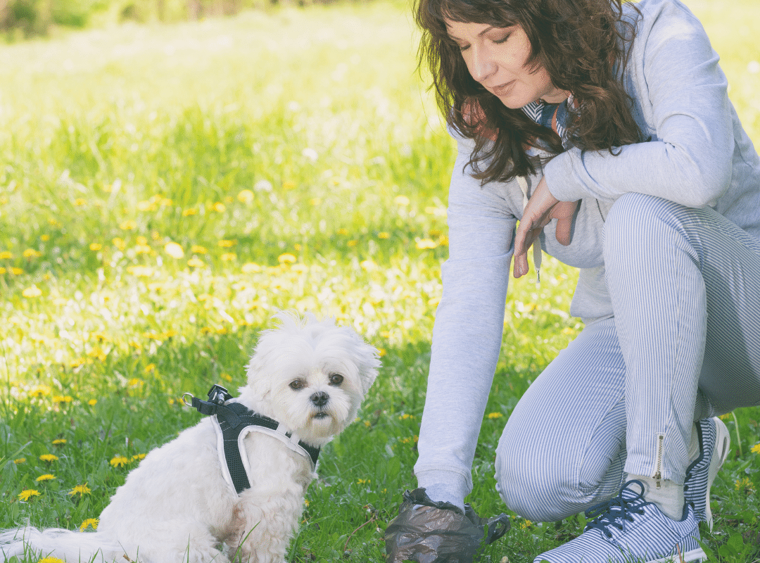 How to Assess Your Dog’s Poop The Four Cs of Dog Poop Puppy Smarts