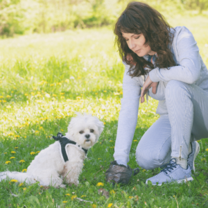 How to Assess Your Dog’s Poop The Four Cs of Dog Poop