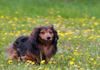 Long-Haired Dachshund -10 Things To Know