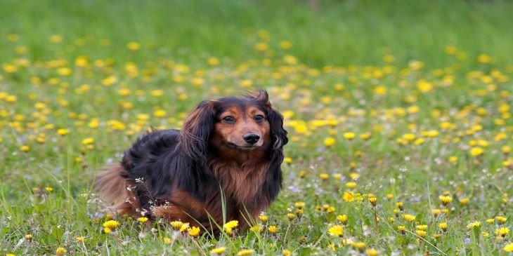 Long-Haired Dachshund -10 Things To Know