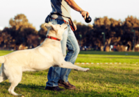7 Questions to Ask a Dog Trainer Before You Hire