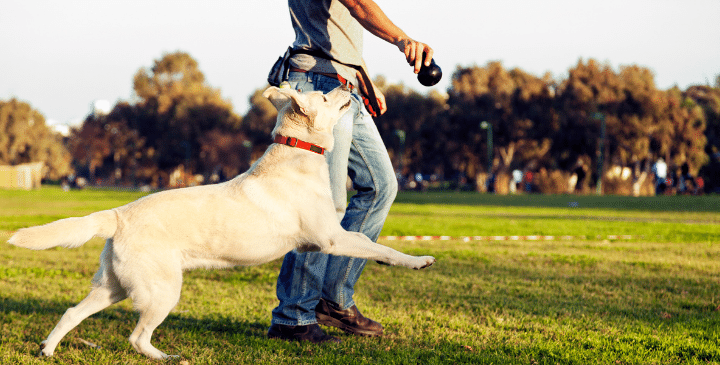 7 Questions to Ask a Dog Trainer Before You Hire