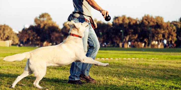 Choosing the right dog trainer sets you and your pup up for success! Here are 7 questions to ask a dog trainer before you hire.