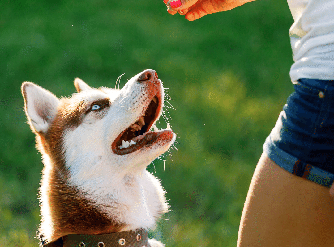 Pre-Screening Potential Dog Trainers