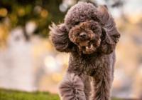 12+ Most Obedient Small Dog Breeds