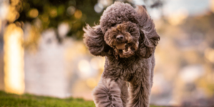 most obedient small dog breeds