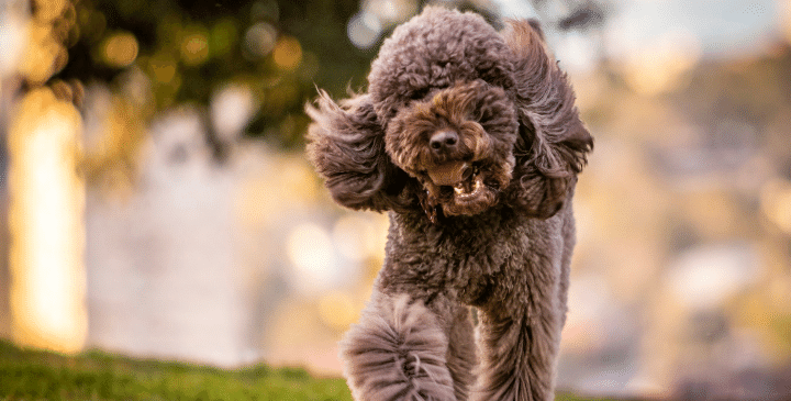 12+ Most Obedient Small Dog Breeds