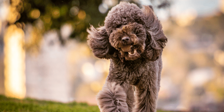 12+ Most Obedient Small Dog Breeds