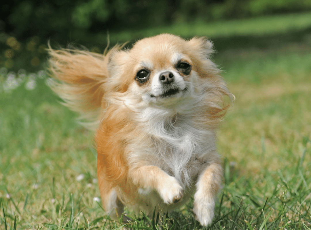 Chihuahua
