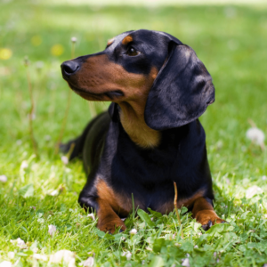 Dachshund