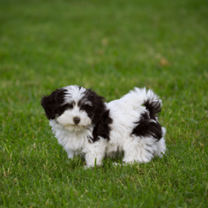 Havanese