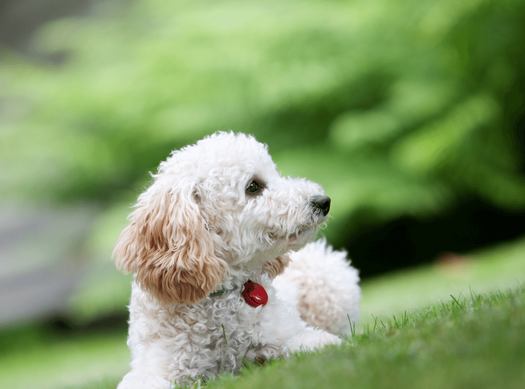 Miniature Poodle