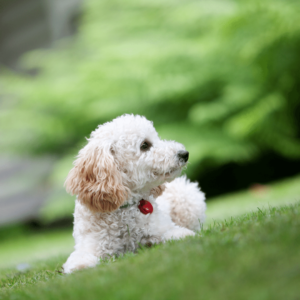 Miniature Poodle