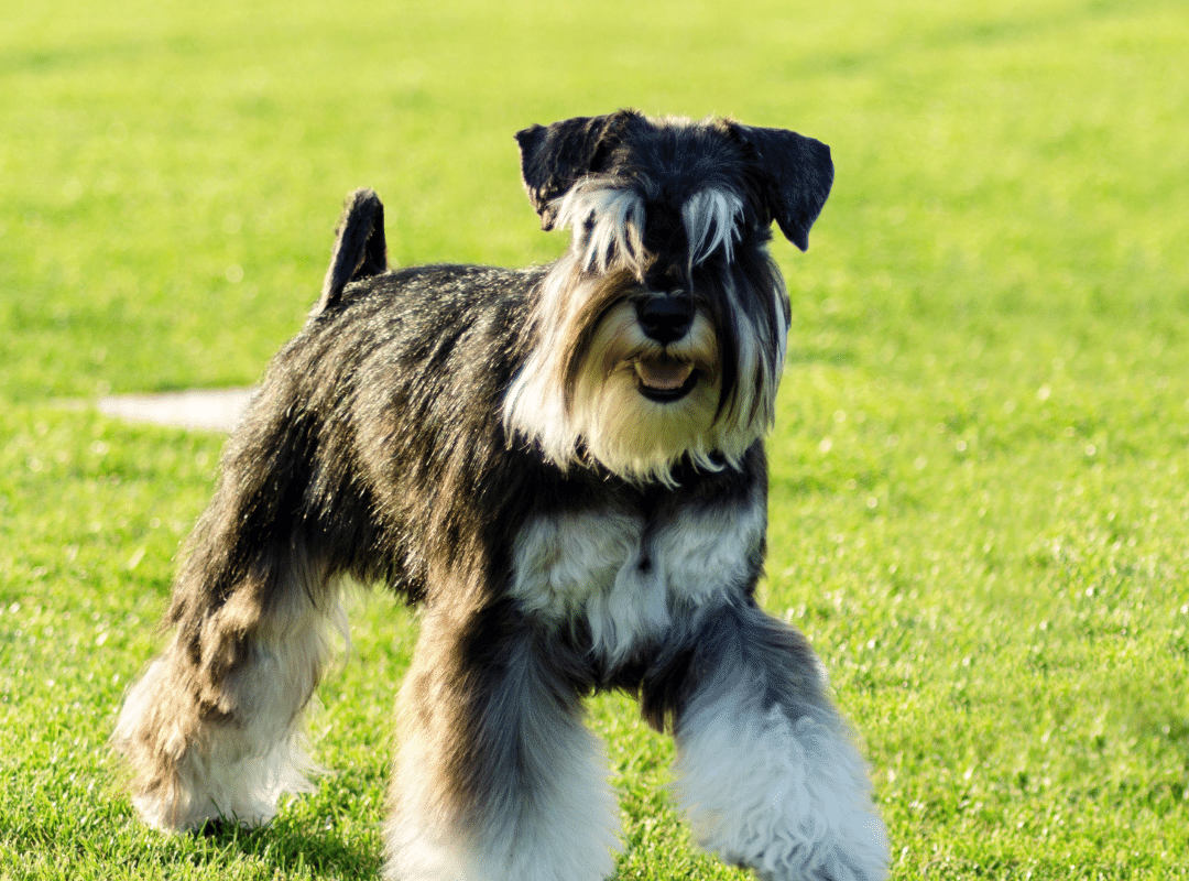Miniature Schnauzer