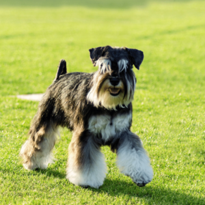 miniature schnauzer