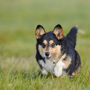 Pembroke Welsh Corgi