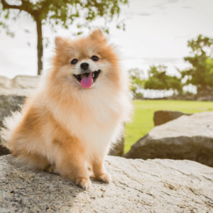 Pomeranian