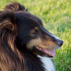 Shetland Sheepdog