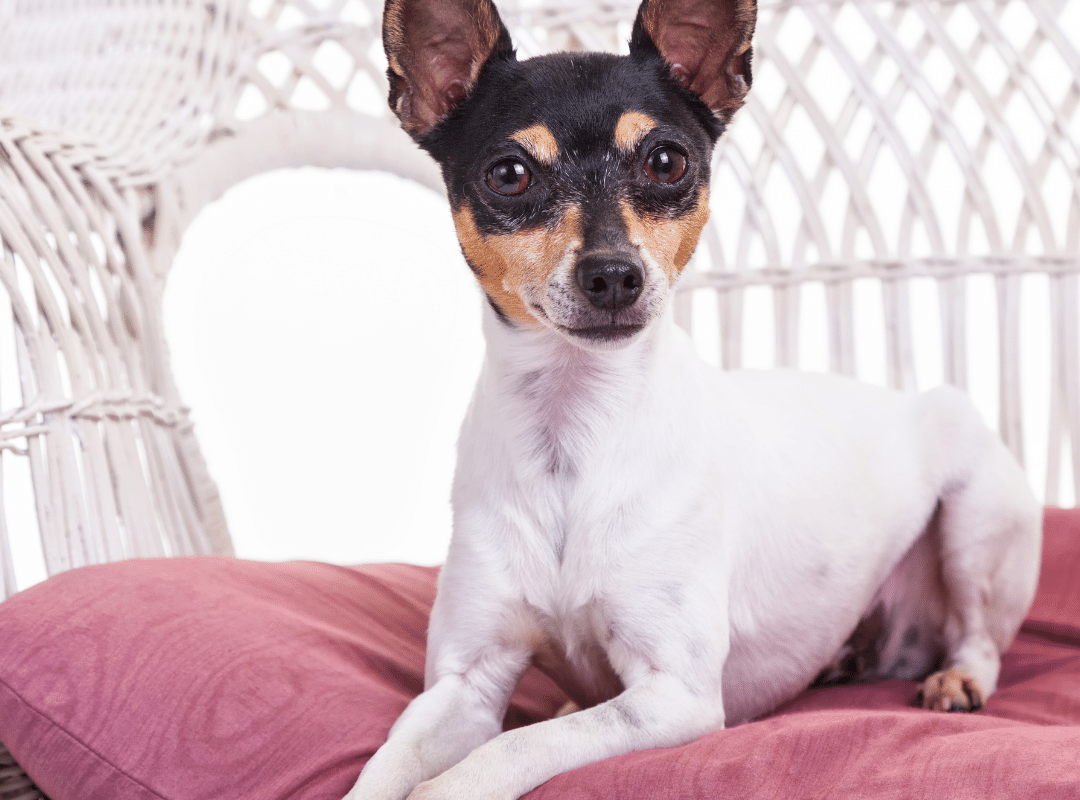 Toy Fox Terrier