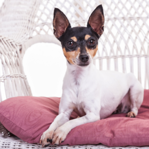 toy fox terrier