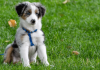 Raising a Puppy: 5 Tips to Help With Housetraining