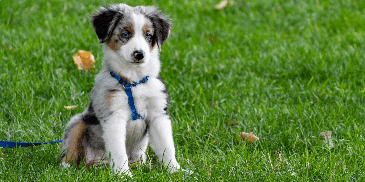 Raising a Puppy 5 Tips to Help With Housetraining