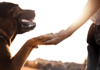 8 Ways Emotional Support Animals Can Help With PTSD