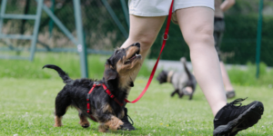 how to find the best dog training app