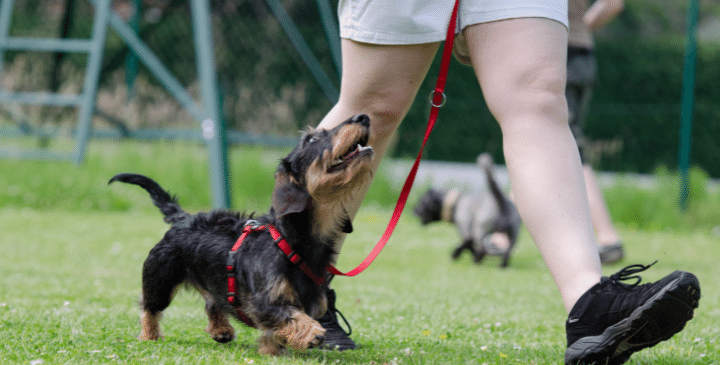 What’s the Best Dog Training App?