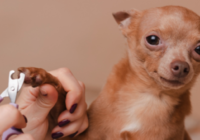 How to Trim Your Dog’s Nails Safely