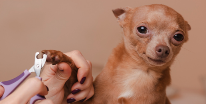 How to Trim Your Dog’s Nails Safely