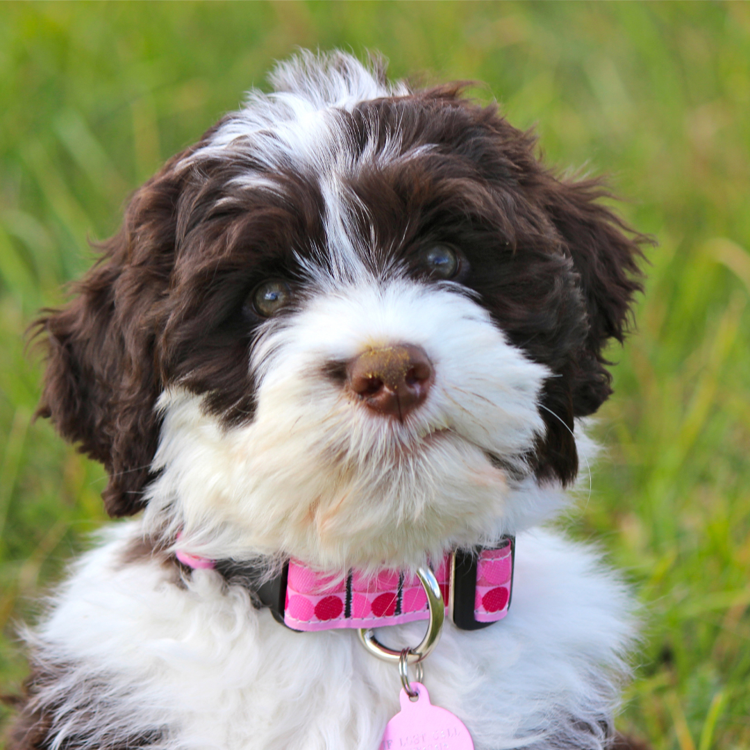 Collar vs Harness for Puppy How to Choose Puppy Smarts