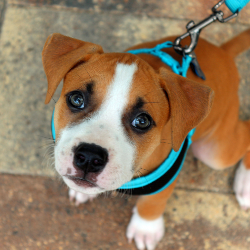 A harness is safer for your puppy when he's walking on a leash, but it's not the best choice for comfortable everyday wear.