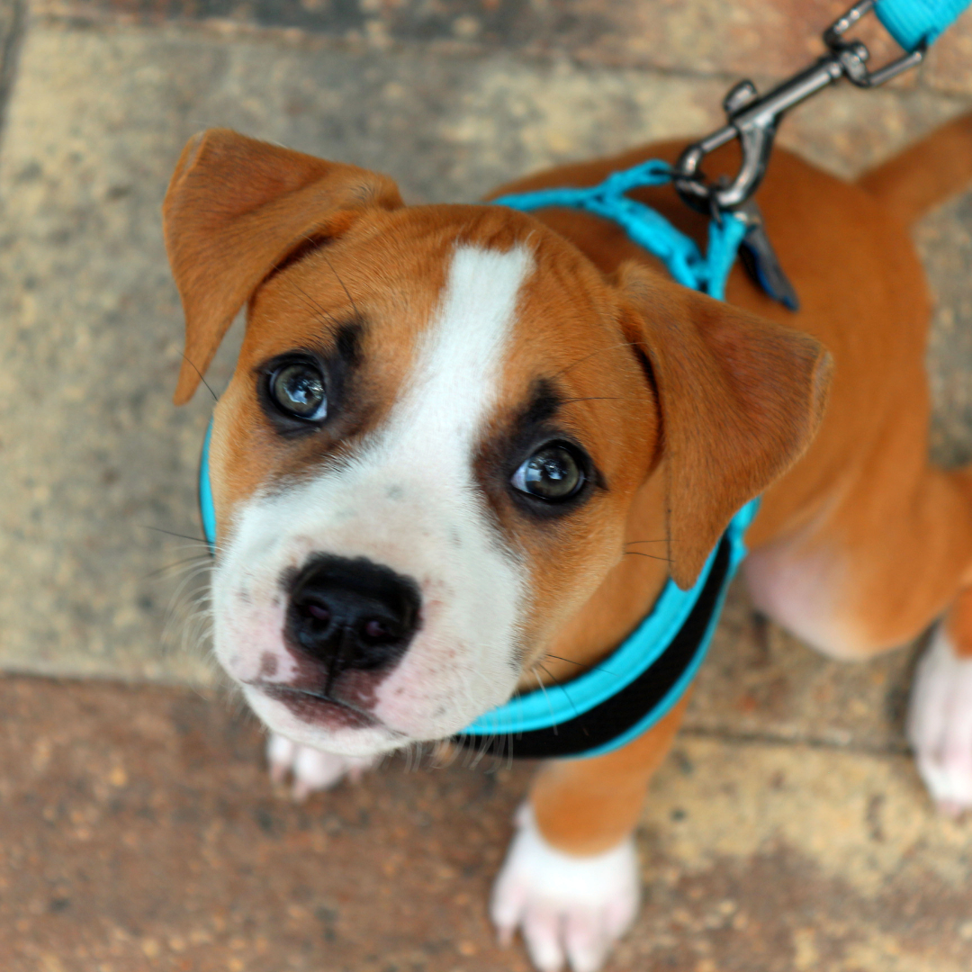 Collar vs Harness for Puppy How to Choose Puppy Smarts