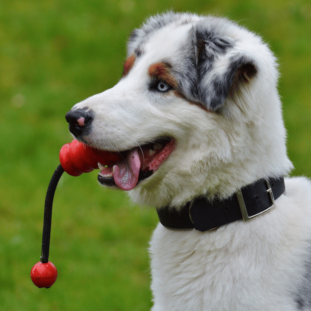 Hard rubber, nylon, and rope chew toys are very good for scraping and cleaning your dog’s teeth naturally at home. Be sure to choose a toy that’s appropriate for your dog’s size and jaw strength.