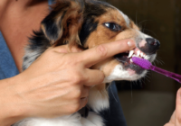 How to Clean Your Dog’s Teeth Naturally & Keep Them Healthy