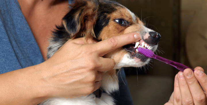 How to Clean Your Dog’s Teeth Naturally & Keep Them Healthy