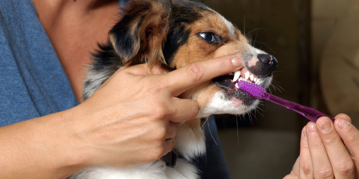 How to Clean Your Dog’s Teeth Naturally & Keep Them Healthy