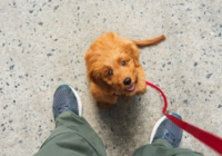 How to Leash Train Your Puppy Step-By-Step