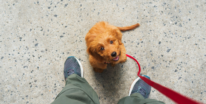 How to Leash Train Your Puppy Step-By-Step