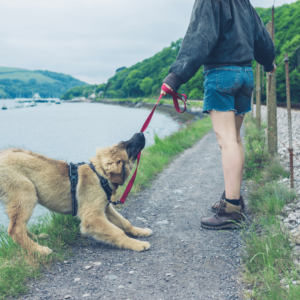 Leash training can be a fun and rewarding experience for you and your puppy, but it’s not without its challenges.