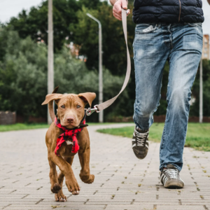 Positive reinforcement is a powerful training tool that encourages your puppy to repeat behaviors you want to see more often.