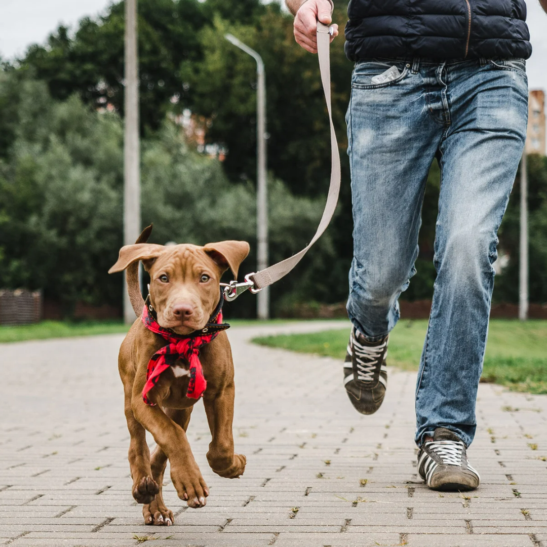 How to Leash Train Your Puppy StepByStep Puppy Smarts