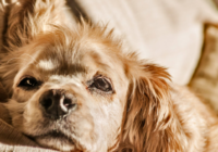 Is Your Dog Bored At Home Alone? Here’s What To Do!