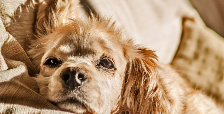 Is Your Dog Bored At Home Alone? Here’s What To Do!