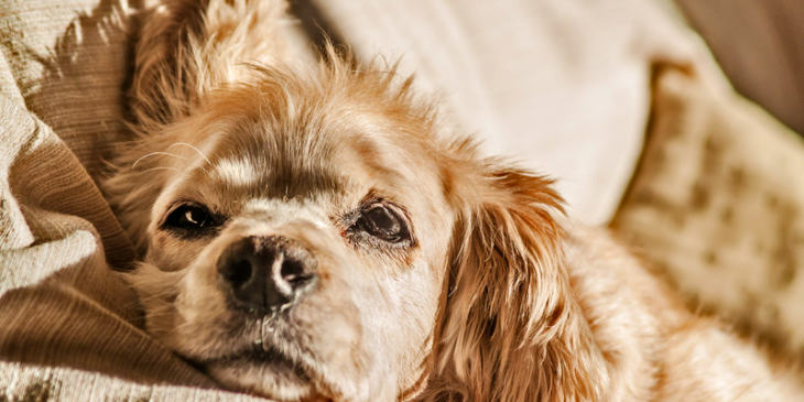 Is Your Dog Bored At Home Alone? Here’s What To Do!
