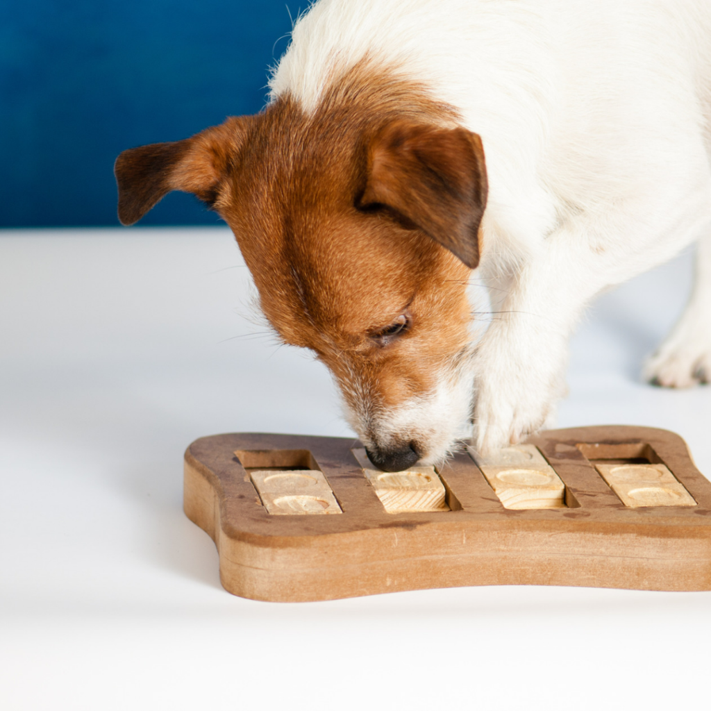 Provide Stimulating Toys to Entertain Your Dog While You're at Work