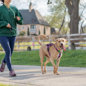 Increasing your dog’s exercise and physical activity can help prevent weight gain after neutering.